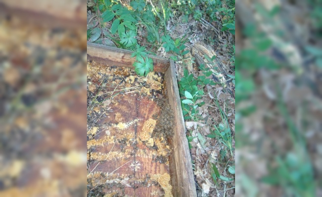 Manyas'ta ayı, arı kovanlarına zarar verdi