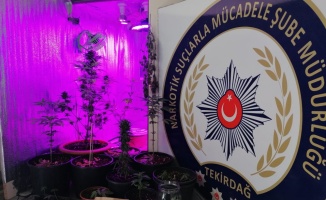 Tekirdağ'da yasa dışı kenevir yetiştiriciliğine yönelik operasyonda 5 gözaltı