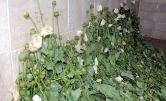 Geyve'de yasa dışı ekilen 6 bin 785 kök haşhaş bitkisi ele geçirildi