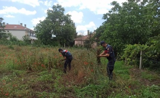 Kırklareli'nde yasa dışı ekilen 975 kök haşhaş bitkisi ele geçirildi