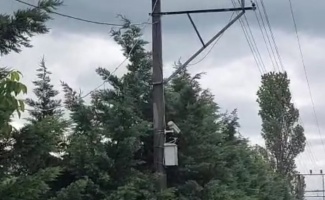 Gebze'de elektrik tellerine çarpan iki karga MOBESE kablolarının yanmasına neden oldu