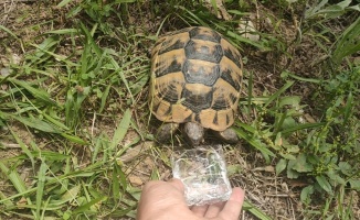 Kocaeli'de hayvansever vatandaş bitkin halde bulduğu kaplumbağaya su içirdi