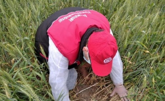 Manyas'ta buğday eken çiftçilere süneye karşı ilaçlama uyarısı