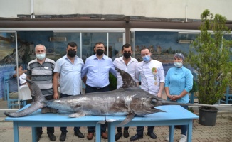 Saros Körfezi'nde yaklaşık 3 metre boyunda 88 kilogram ağırlığında kılıç balığı yakalandı