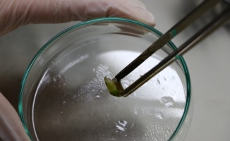 ÜRETİMDEN İHRACATA TARIM - Tekirdağ Ziraatbiyotek'te bitki doku kültürüyle hastalıklardan arındırılmış bitkiler üretiliyor