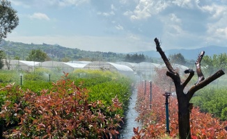 Yalova'da 2 bin 600 dekar tarım arazisinde sulu tarım yapılacak