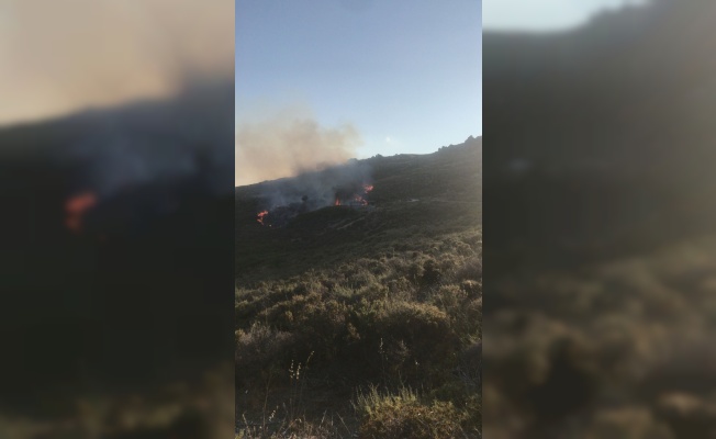 Avşa Adası'ndaki makilik alanda yangın çıktı