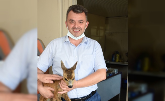 Karasu'da fındık bahçesinde bulunan yavru karaca, Milli Parklara teslim edildi