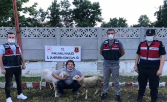 Kırklareli'nde hırsızlığa karşı uyarı için gidilen ağılda çalıntı 2 koyun bulundu