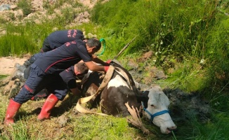 Kocaeli'de bataklığa saplanan inek itfaiye ekiplerinin yardımıyla kurtarıldı