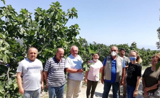 Mudanya'da meyve dökümü yaşanan incir bahçelerinden numune alındı