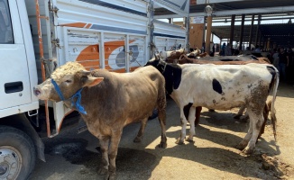 Sakarya ve Kocaeli'de hayvan pazarındaki kurbanlıklar alıcılarını bekliyor