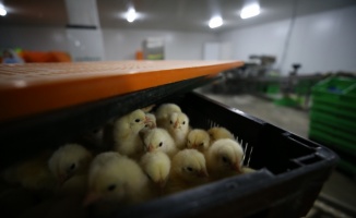 Balıkesir'de üretilen kuluçkalık yumurta ve civcivler 48 ülkeye ihraç ediliyor