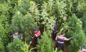 Bursa'da bir çiftlikte ekili ve kurumaya bırakılmış uyuşturucu ele geçirildi