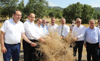 Bursa’da siyez buğdayı hasadı
