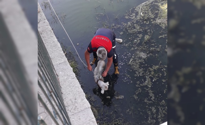 Çanakkale'nin Gelibolu ilçesinde dereye düşen köpeği, itfaiye kurtardı