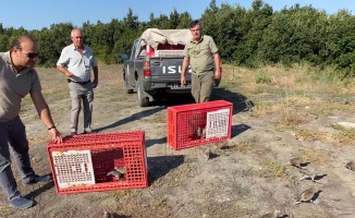 Edirne'de 400 keklik doğaya salındı