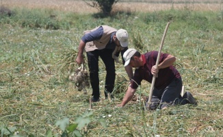 GÜBRETAŞ'ın model üretim alanları projesinde ilk hasat Taşköprü sarımsağında gerçekleştirildi