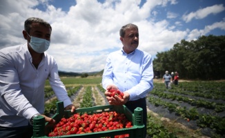 İstanbul'dan memleketleri Balıkesir'e dönen iki kuzen yetiştirdikleri organik çilekleri ihraç ediyor