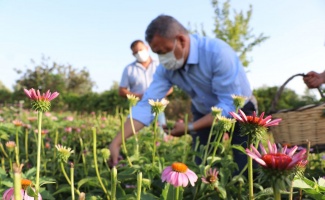 İzmir Seferihisar’da hibe ekinezyalarda hasat zamanı