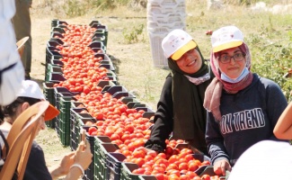İzmir’deki ‘son hasat’ta 1 ton domates