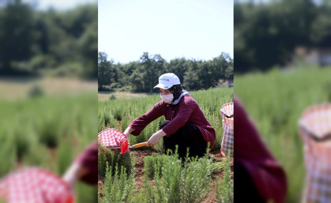 Kocaeli'de geçen yıl ekilen 2,6 milyon biberiyenin ilk hasadına başlandı