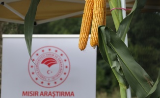 Sakarya'da geliştirilen yerli ve milli silajlık mısır 