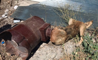 Sakarya'da kafası sobaya sıkışan köpeği itfaiye ekipleri kurtardı