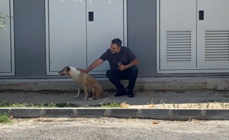 Tekirdağ'da köpeğin barınağa gönderilmek istenmesine tepki gösteren kişinin videosu sosyal medyada ilgi çekti