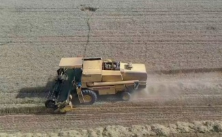 Trakya'da buğday verimi çiftçileri sevindirdi
