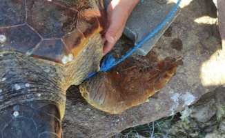 Çanakkale'de koluna parke taşı bağlanarak denize bırakılan caretta caretta kurtarıldı
