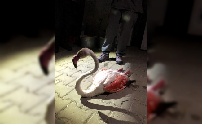 Çanakkale'de uzun uçuştan yorgun düşen flamingo tedavi altına alındı