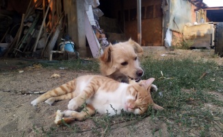 Edirne'de bir çiftlikte yaşayan kedi ve köpeğin dostluğu görenleri şaşırtıyor