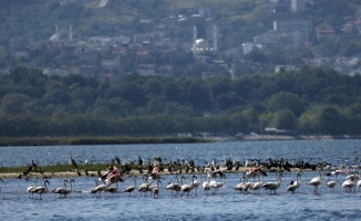 Flamingolar, İzmit Körfezi'nin misafiri oldu