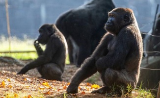 Goriller de koronavirüse yakalandı!