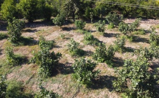 İnhisar'da üretilen incirler büyükşehirlerde tezgahları süslüyor