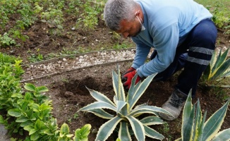 İzmit Belediyesi Tıbbi-Aromatik  Bitkiler Bahçesi'ne bakım yaptı