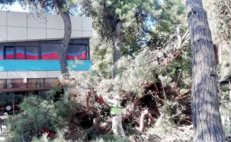 Kocaeli'de devrilen çam ağacı çay bahçesinde zarara yol açtı