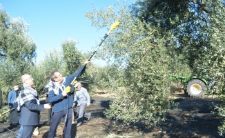 Ayvalık'ta merhum iş adamı Ahmet Sucu anısına zeytin hasadı etkinliği düzenlendi