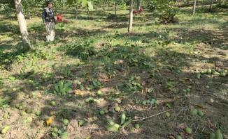 Bursa'daki ceviz bahçelerinde hasat başladı