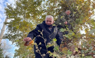 Edirne'de 160 yıllık ağaçtan toplanan bal vatandaşlara ikram edildi