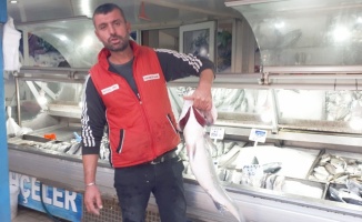 Gelibolulu balıkçı 7 kilogramlık levrek avladı