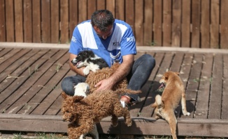 Meriç Nehri'nde botta ele geçirilen köpek yavrularının tedavisi Bursa'da yapılıyor