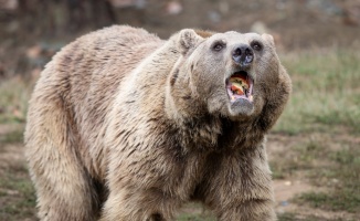 Ovakorusu'nda ayılar günde 400 kilogram yiyecekle kış uykusuna hazırlanıyor