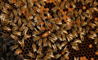 Sakarya'da belediyenin ödüllü projesiyle 21 ton bal ve 2 bin 530 ana arı üretildi
