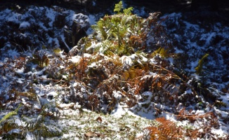 Sakarya'da yüksek kesimlere kar yağdı