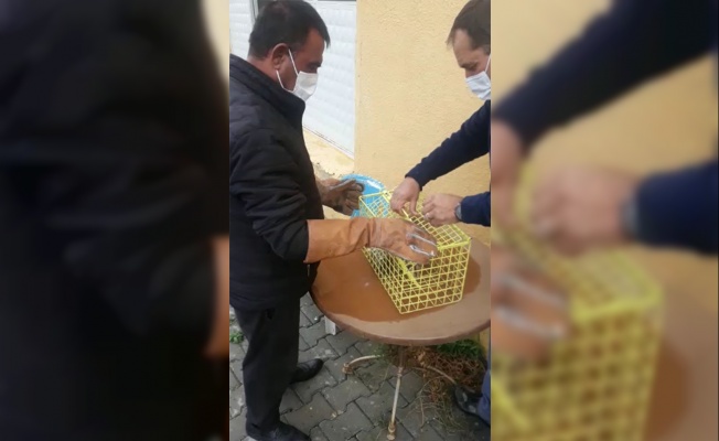 Tekirdağ'da yaralı halde bulunan baykuş tedavisinin ardından doğaya salındı