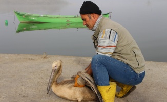 Balıkesir'de tedavi edilen ak pelikan tabiata bırakıldı