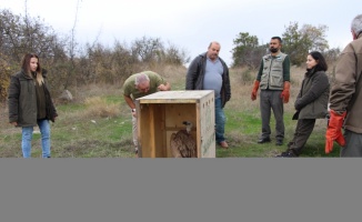 Bandırma'da tedavisi tamamlanan kızıl akbaba göçüne kaldığı yerden devam edecek