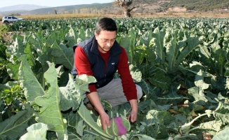 Bursa'da yetiştirilen renkli karnabaharda hasat başladı